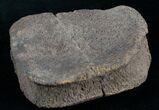 Edmontosaurus Toe Bone - South Dakota #8367-2